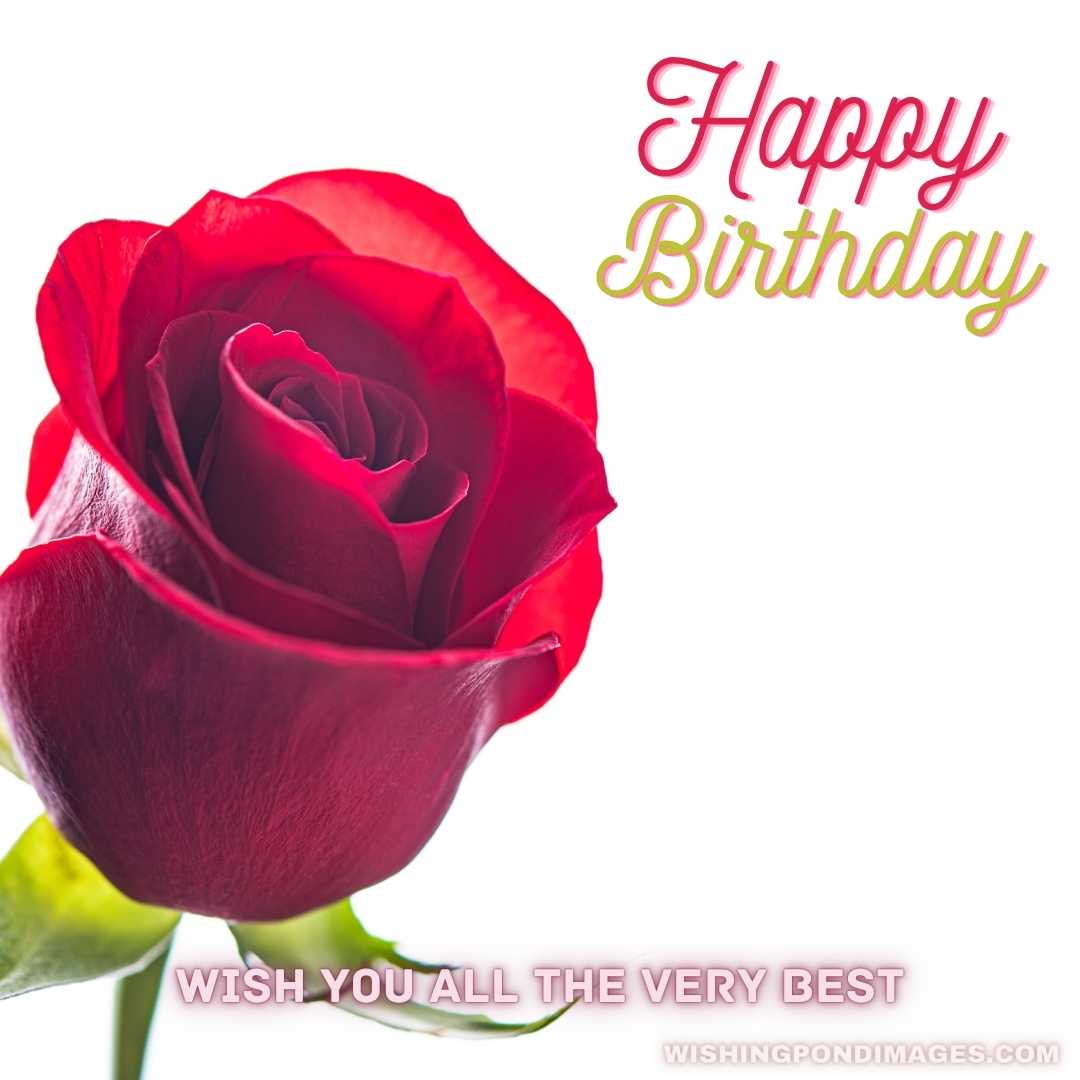 Delicate one rise on a white background - Happy Birthday Flower Images